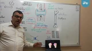 مقدمة 7  المفاصل المتحركة الزليلية Synovial joints و بنيتها  الغشاء الزليلي synovial membrane [upl. by Sakmar797]