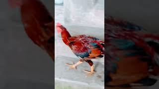 hen perrot talking funny videonature funnyvideo perrottvideo birdslover [upl. by Gerek]