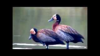 Digiscoping Brasil Pato Selvagem Paturi Irerê Dendrocygna viduata [upl. by Endys]