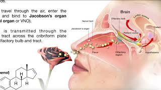 The Vomeronasal Organ Pheromones amp Mating Behavior [upl. by Dacia]