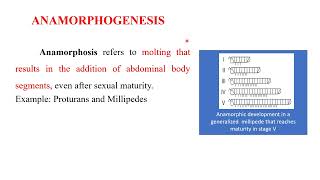 Post embryonic development in insects Anamorphosis Metamorphosis [upl. by Mashe]