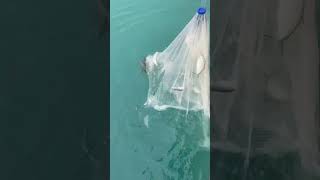 Catching Baitfish subscribe viral viralvideo trending video youtube youtubeshorts shortsfeed [upl. by Greyso]