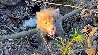 Rescued a stray dog ​​in the forest The boy was shocked when it grew up to be a fox [upl. by Eibloc]