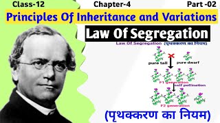 Mendels Law of Segregation Explained  Principle of inheritance and variation  Class 12 Biology [upl. by Adnilre]