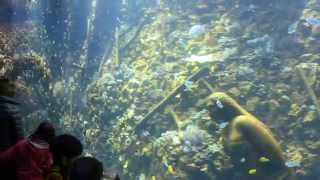 Rifaquarium Zoo Antwerpen  Reef Aquarium Belgium [upl. by Valry]