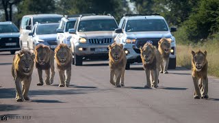 7 Male lion Coalition in the Kruger National Park [upl. by Iduj135]