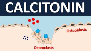 Calcitonin for bone disorders  Osteoporosis amp Pagets disease [upl. by Anohr]