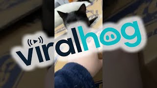 Cat Defends Box From Owners Evil Hand  ViralHog [upl. by Eimarrej]