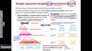 Simple sequence length polymorphism SSLP [upl. by Coonan]