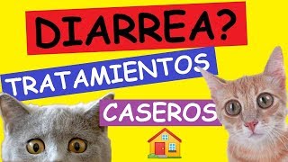 DIARREA EN GATOS Tratamiento Casero [upl. by Assina]