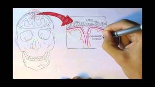 Neurology  Physiology Overview [upl. by Joanne]