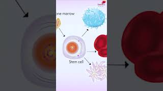 What is Bone Marrow Transplantation amp How is it Done  Full Video  httpsyoutubewjmeFuHu73s [upl. by Ayeka251]