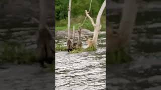 Visit Murchison falls national park and take a boat cruise you will chance to see aquatic animals [upl. by Duester373]