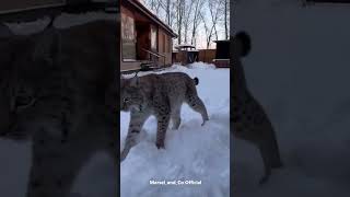 Marusya is Playing with Dad lynx bigcat [upl. by Asikal]