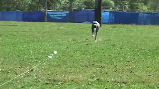 What is Lure Coursing  United Kennel Club UKC [upl. by Lashond]