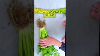 Unlimited Cilantro Growing Hacks ধনিয়া পাতা চাষের পদ্ধতি shots cilantro growing plant [upl. by Aztilem]