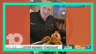 Meet Cheddar Red Lobster workers rescue rare orange lobster [upl. by Claudius]