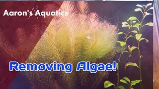 🦐 Removing Algae From A Shrimp Tank 🦐 [upl. by Suzette475]