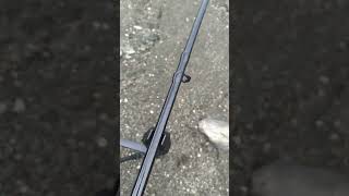 Carpfishing tajo carpfishing fish fishing rod hart fox [upl. by Innavoj]