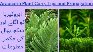 Christmas Tree Care and Propagation  How to Grow Araucaria  Araucaria Plant Kaise Grow Karen [upl. by Tigram]