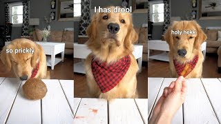 ASMR Dog Reviewing Different Types of Food  Tucker Taste Test 8 [upl. by Nerra135]