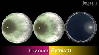 Trichoderma harzianum T22 combats Pythium in vitro – Koppert [upl. by Oza]