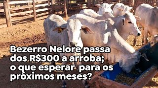 Bezerro Nelore passa dos R300 a arroba o que esperar para os próximos meses [upl. by Lorelie]