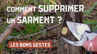 Comment supprimer un sarment de vigne à la taille   Taille de la vigne [upl. by Eelsha]