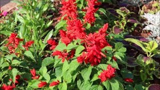 How to Grow Salvias from Seed [upl. by Arnulfo]