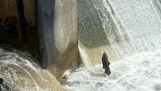 Salmon Heading Upstream nature fishing salmonrun livestream [upl. by Temhem171]