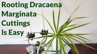 Dracaena Marginata Cuttings Root Easily In Water Heres How To Keep Them Healthy [upl. by Nitnelav]