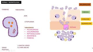 Actinomicosis Actinomyces Israelii [upl. by Wymore]