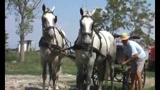 horse driving hungary  Lipicai fogat Hajtó Kovács Bence [upl. by Grayson306]