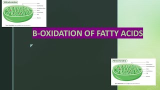 Beta oxidation of saturated and unsaturated fatty acids [upl. by Mairem]