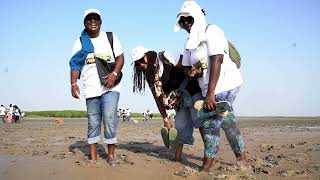 Journée de Plantation de propagules dans la mangrove à Palmarin [upl. by Alasteir]