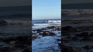 Dodging seaweed at low tide at Steamer Lane surfing SantaCruz [upl. by Somerset767]