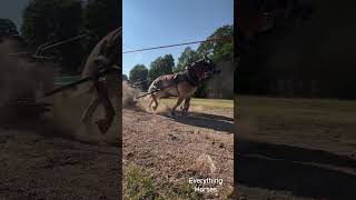 Kicking up a lot of dirt horse belgiandrafthorse drafthorses pulls [upl. by Ennagroeg882]