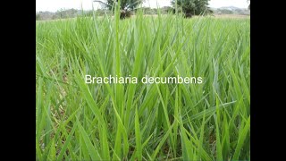 ESTABLECIMIENTO DE PASTURAS BRACHIARIA DECUMBENSPASTO PELUDOJOSÉ NOLASCO SECCION G [upl. by Joella]