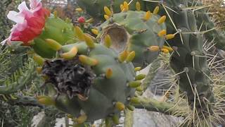 Alfileres de Eva Austrocylindropuntia subulata wwwriomoroscom [upl. by Rawdan]