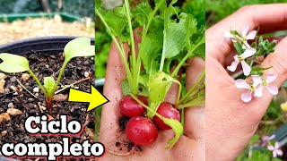 Se COSECHA en SOLO 3 Semanas ‼️ Como plantar rabanitos Germinar  Cultivar y sembrar rabanos [upl. by Ita]