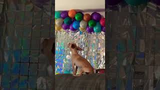 Chihuahua howling like a wolf viral animals homemade howling chihuahua dog [upl. by Idas382]