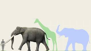 Stegodon Zdanskyi vs African Elephant Giraffe and Human in Size Comparison [upl. by Tra]