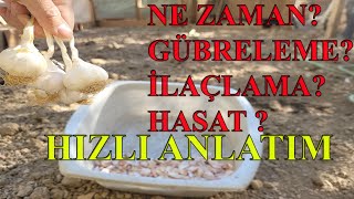 SARIMSAK DİKİMİ HER ŞEY HIZLI ANLATIMı [upl. by Gibert984]