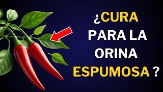 Cura tu Proteinuria Los 10 Mejores SUPERALIMENTOS para Riñones SALUDABLES  Nutrinessmed [upl. by Nhtanhoj]