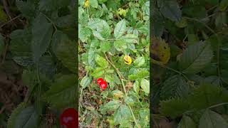 Foraging for rosehips to make rosehip soup nature plants foraging 🍲 [upl. by Llennyl603]