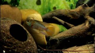 Apistogramma eunotus spawning behaviour [upl. by Nodnarg]