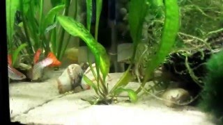 Golden Panchax Pair In Community Tank [upl. by Hterrag]