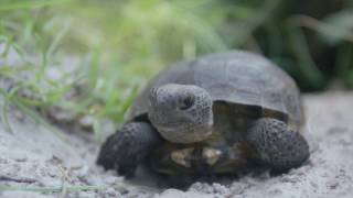 Gopher Tortoise at the Central Florida Zoo  San Diego Zoo Kids [upl. by Paapanen]