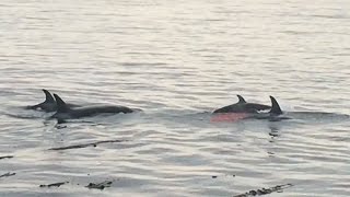 Transient Orca whales make a sea lion kill at a golf course [upl. by Josiah]