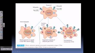 Tumor antigens [upl. by Jeconiah253]